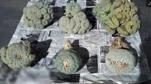 ¿Empresa de paquetería o de viajes? Aseguran cargamento con peyote