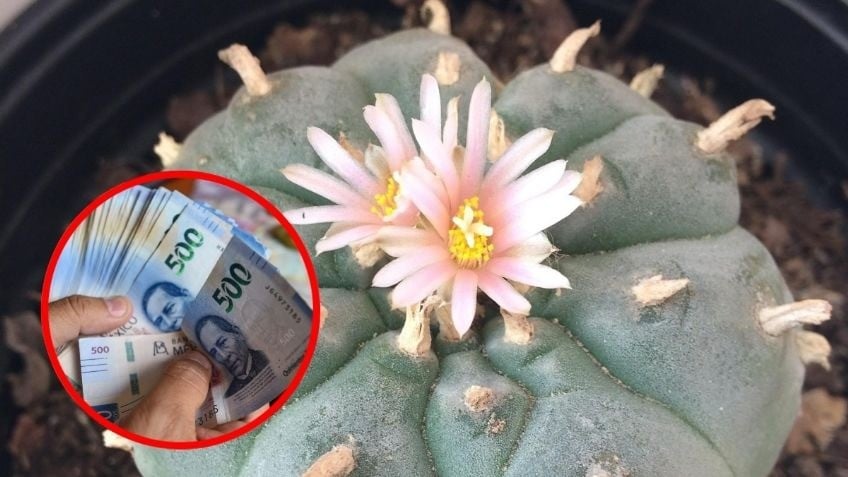 Aseguran cargamento con peyote