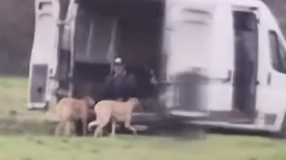 VIDEO ¡Cruel entrenamiento! Sujetos amarran a perros galgos a una camioneta en marcha