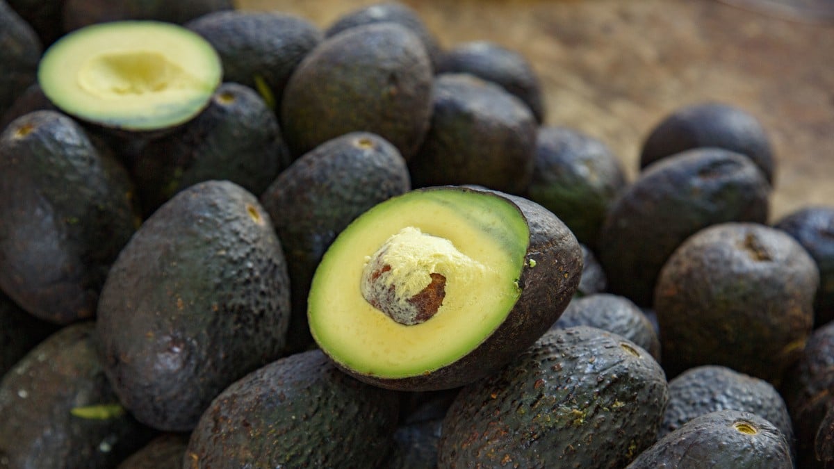 Destraba Estados Unidos 9 mil toneladas de aguacate mexicano