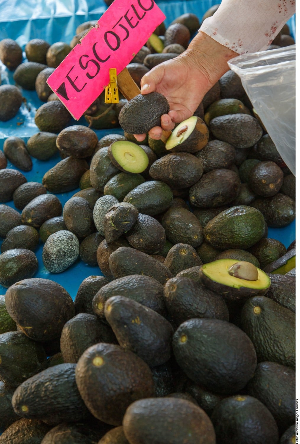 Exportación de aguacate