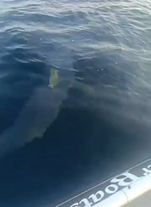 Tiburón