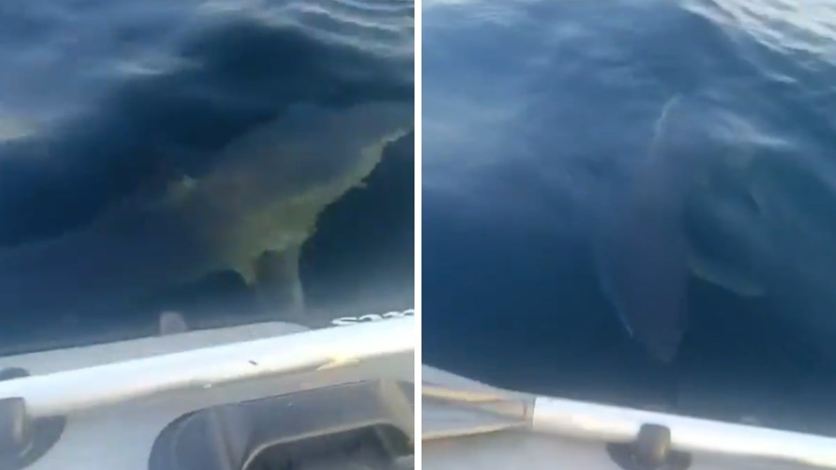 VIDEO ¡Su peor pesadilla! Captan a tiburón intentando volcar el bote de unos pescadores