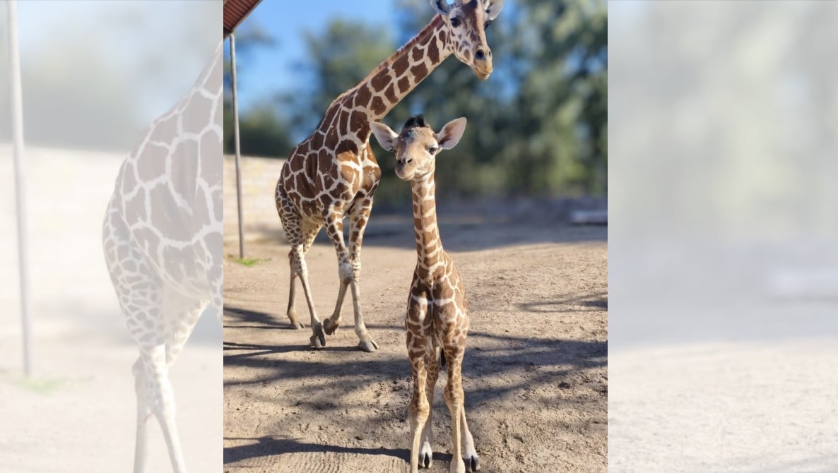 ¡Nuevos huéspedes en el Zoológico! Nacen 29 nuevos ejemplares, tienes que conocerlos