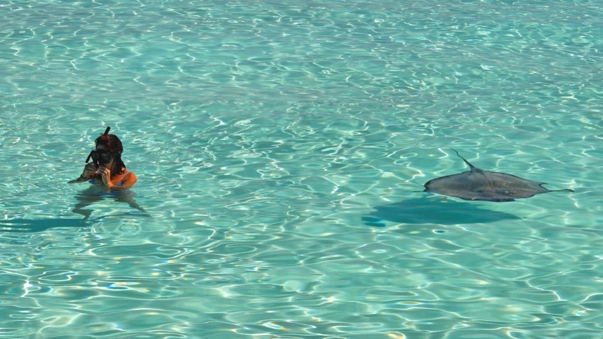 ¡Cuidado en vacaciones! Aumentan picaduras de mantarraya en estas playas
