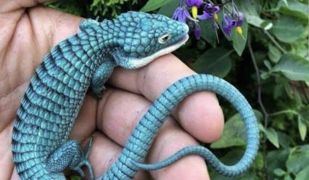 ¡Así los llevaba ocultos! Detienen en Japón a mexicano con 200 dragoncitos