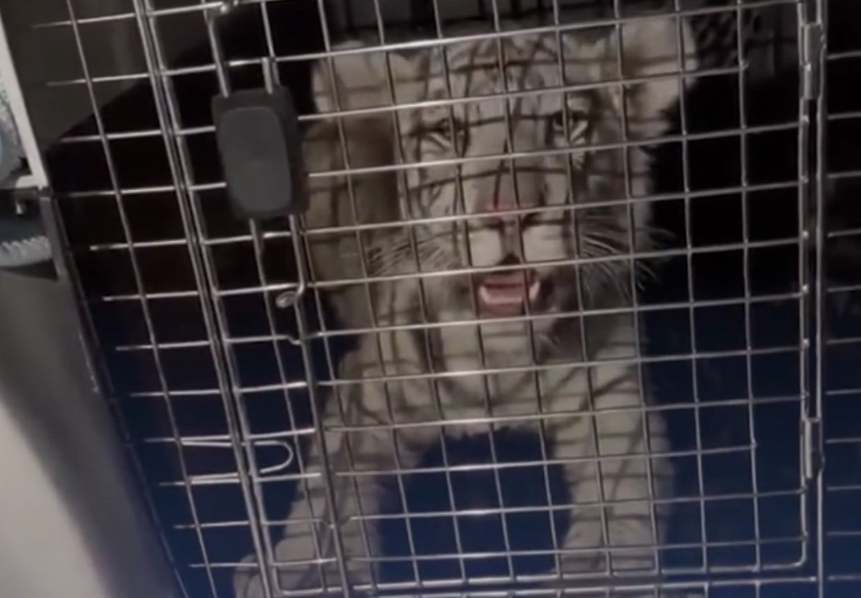 VIDEO ¡El ‘gatito’ del barrio bravo! Rescatan a cachorro de tigre blanco