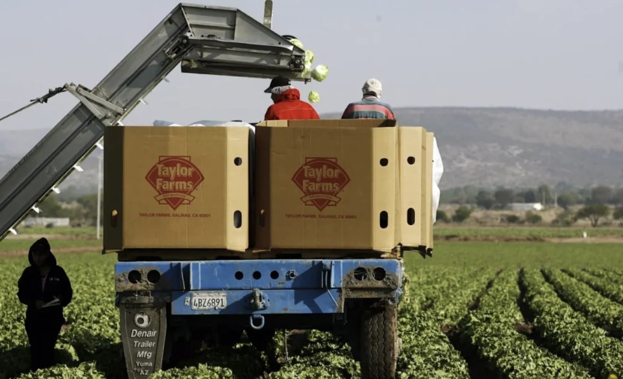Supervisa EU en México planta de lechuga de Taylor Farms