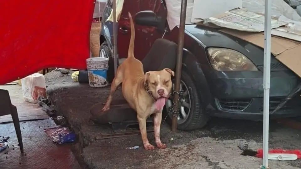 Ataque de pitbull contra hombre