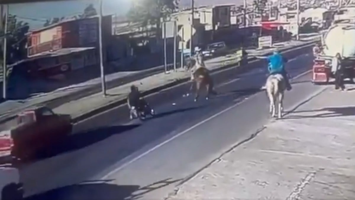 VIDEO ¡México mágico! Caballo invade la carretera y provoca fuerte accidente en la vía