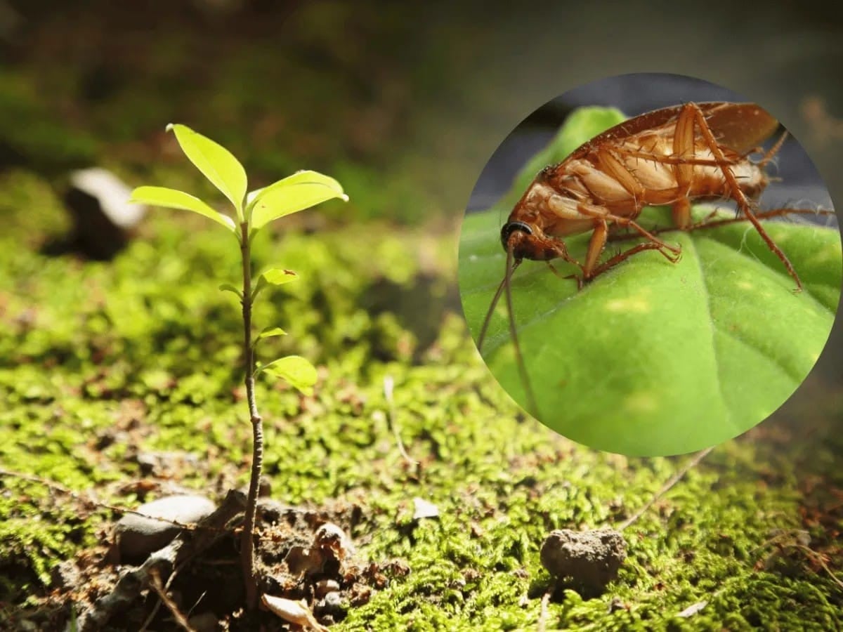 ¿Problemas con insectos? Esta planta te ayudará en casa