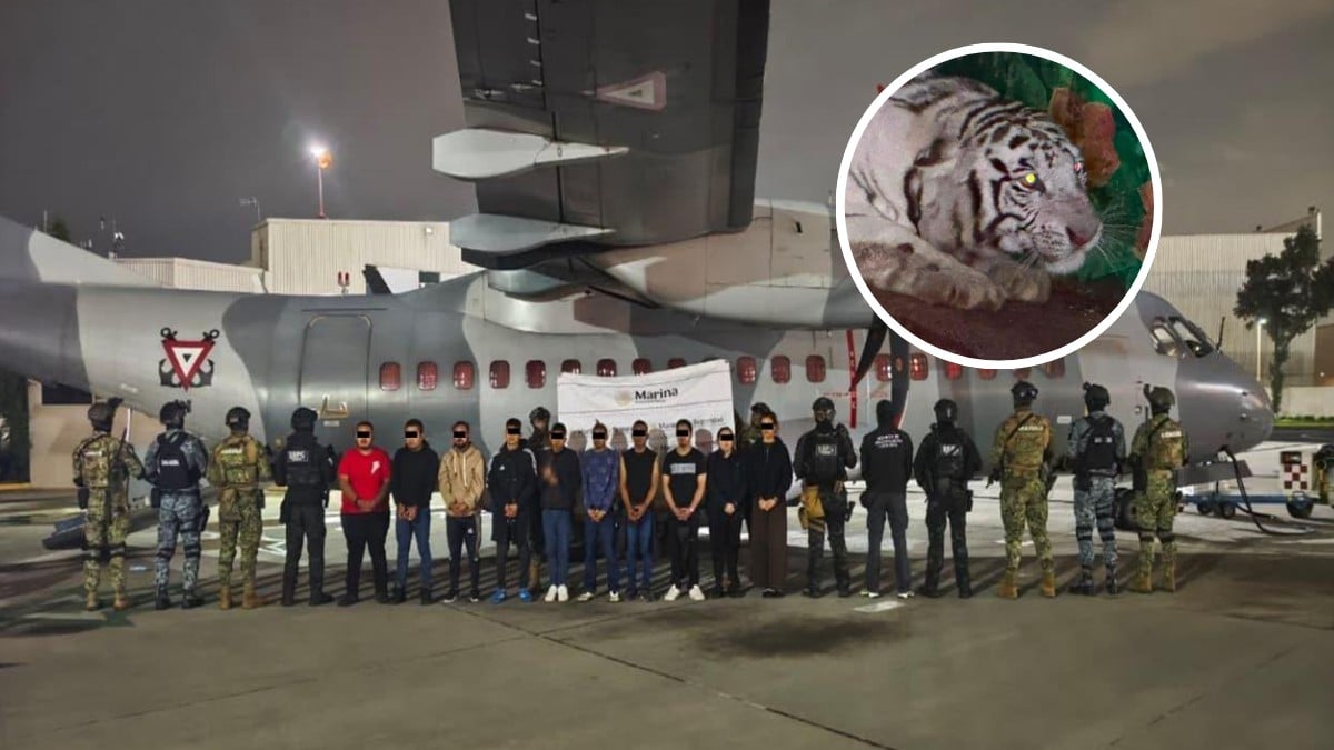 ¡Nuevo golpe al CJNG! Aseguran a 20 sospechosos, armas, drogas y hasta tigres en 3 estados