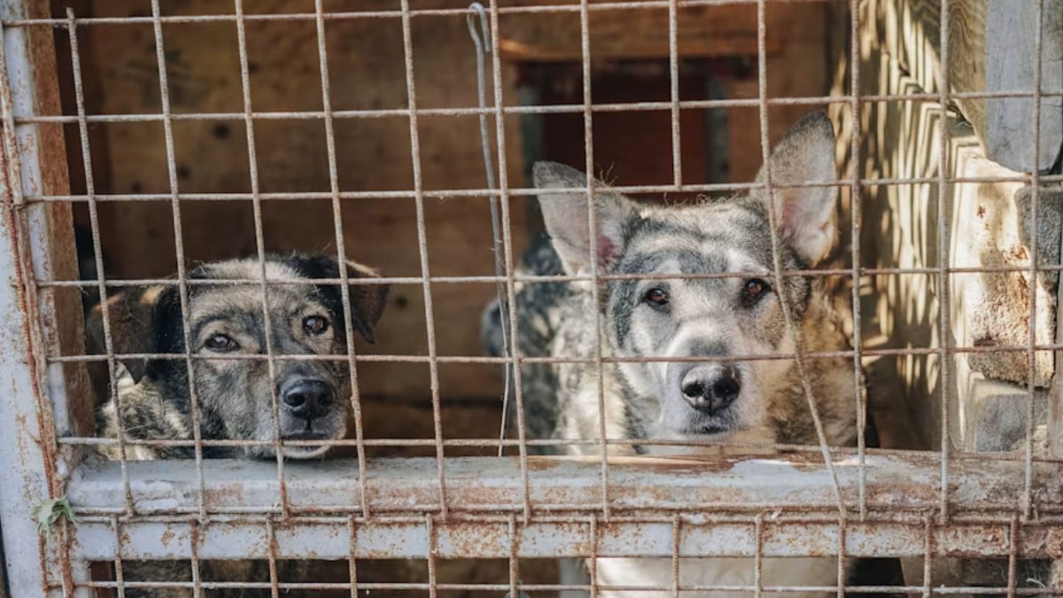 ¡No caigas en fraudes! Alertan por estafas con falsas campañas de rescate animal