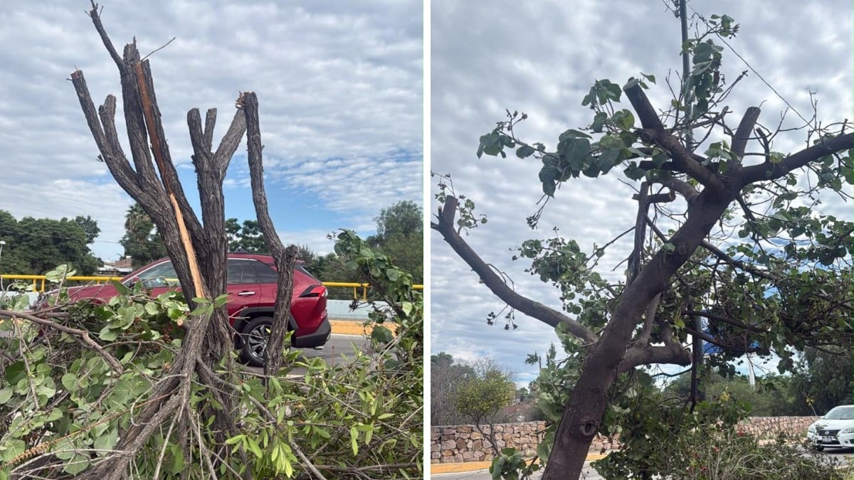 ¿Ecocidio en el Malecón? Investigan presunta poda ilegal de árboles en León