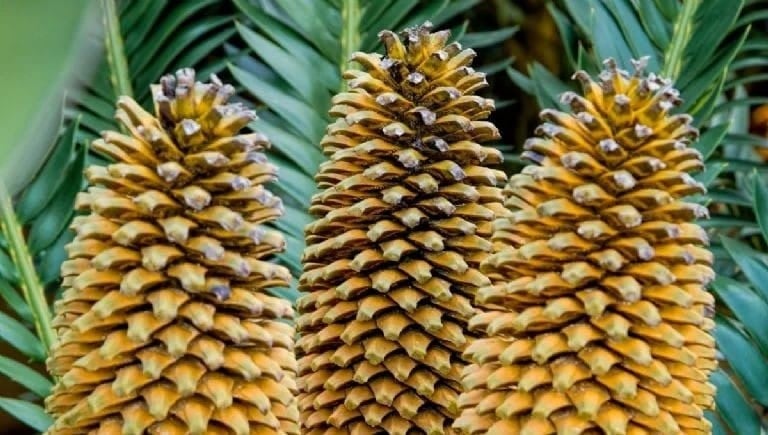 ¿La tienes en tu patio? Multarán con hasta 300 mil pesos por tener esta planta