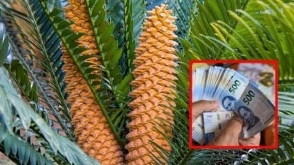 Cícadas la planta protegida en México