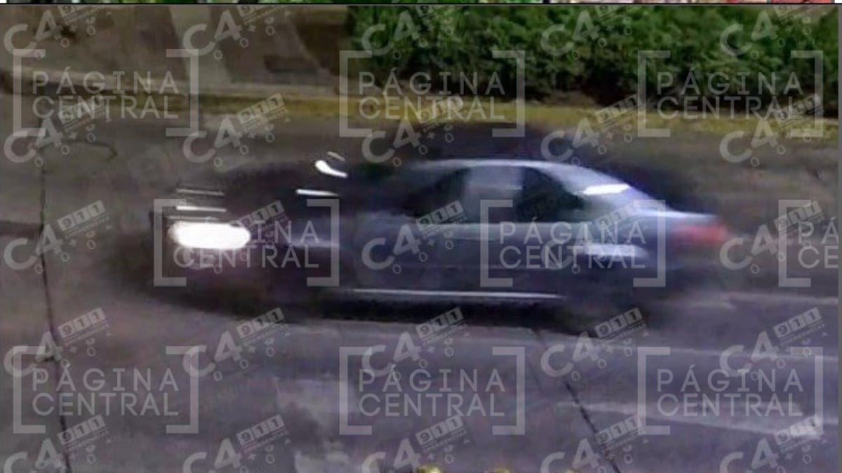 Investigan poda clandestina de árboles en Malecón del Río; responsables enfrentarían multas y reforestación