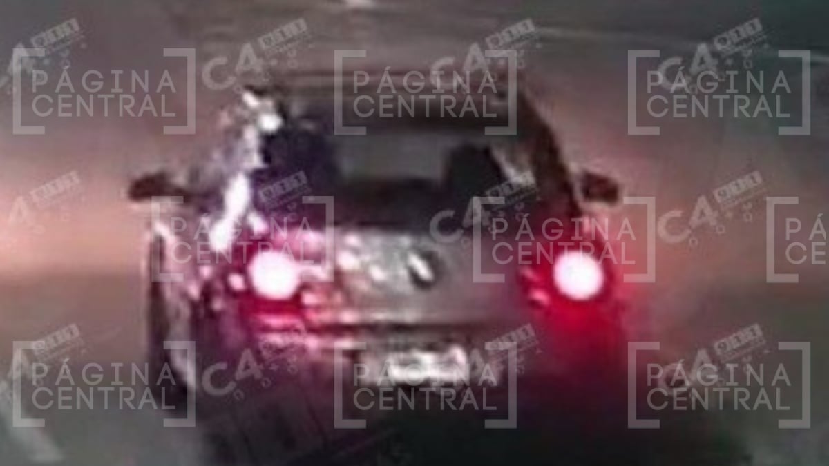 Autoridades de León investigan la poda clandestina de árboles en el Malecón del Río y analizan sanciones, reforestación o retiro del espectacular