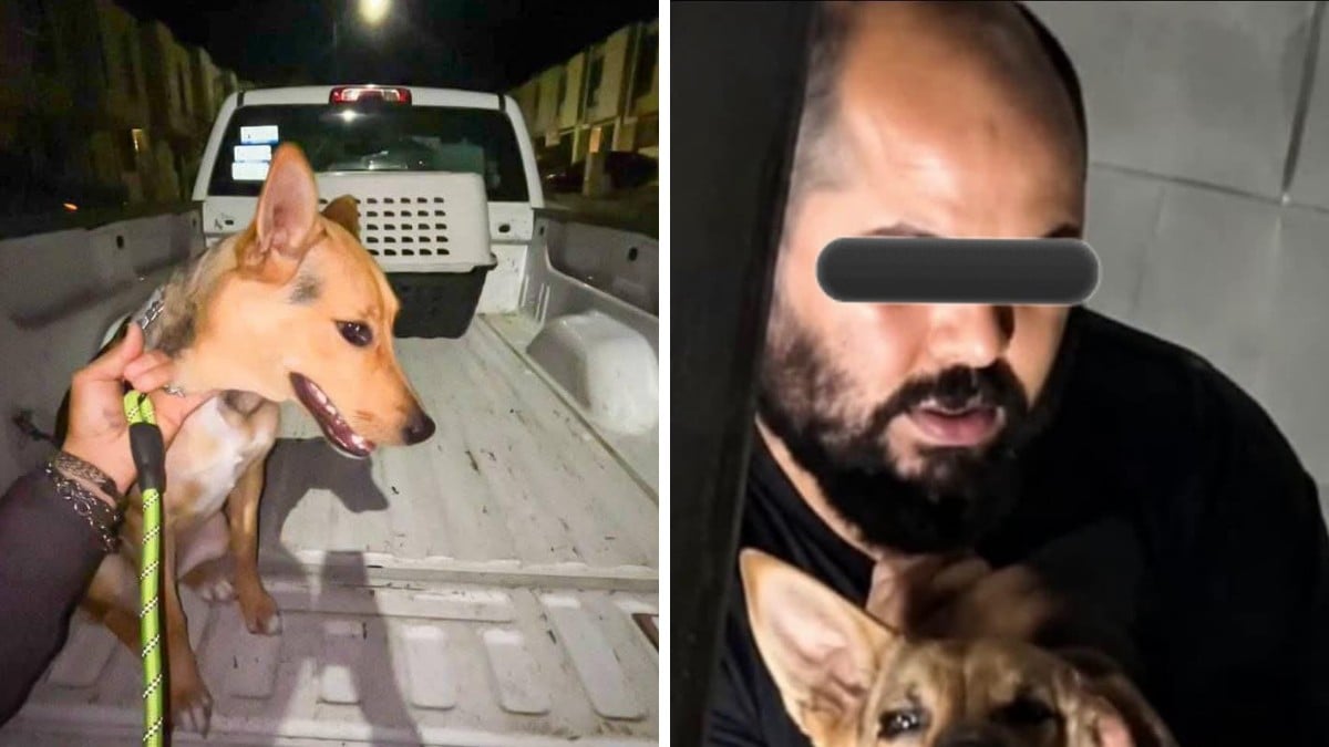 Indigna video de perrita brutalmente maltratada en León