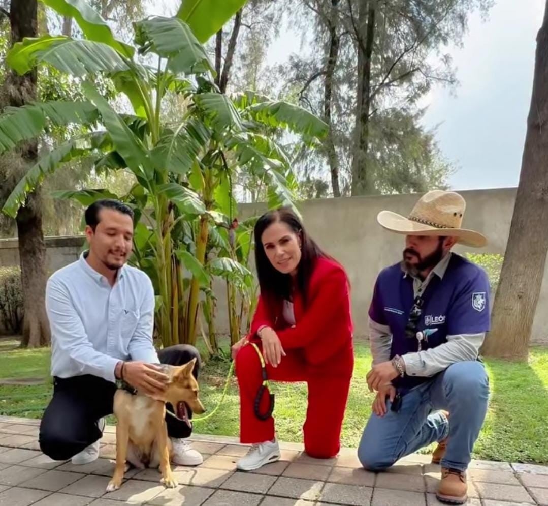Maltrato animal en León