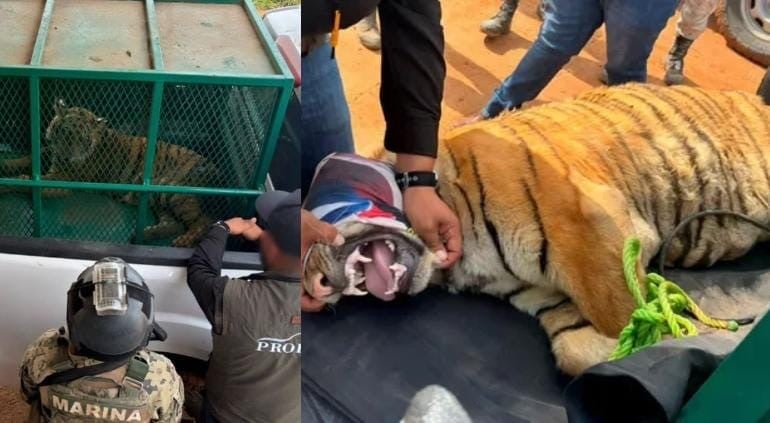 Aseguran dos tigres de bengala en aparente abandono en Coalcomán