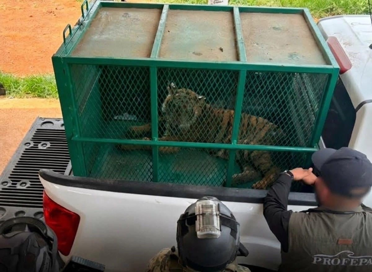 ¡Lindos gatitos! Así encontraron a dos tigres de bengala abandonados