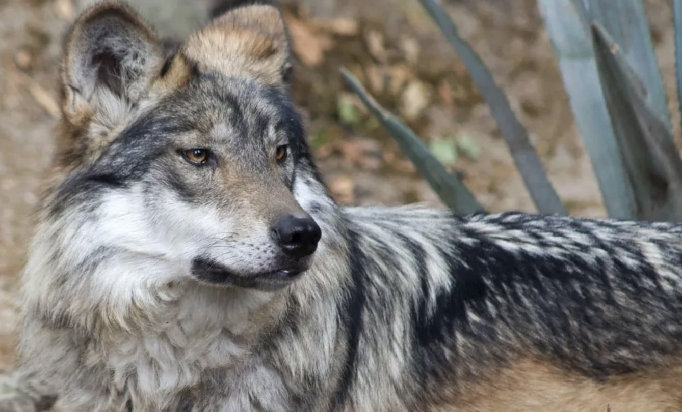 Ordena Trump quitar protección a lobo gris mexicano