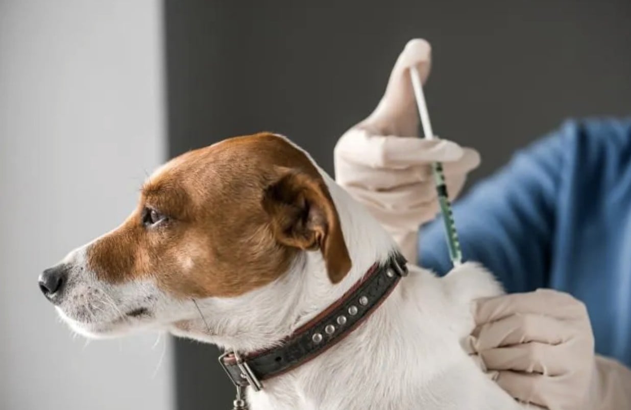 ¡Cuidado con tus mascotas! Advierten por distribución de una vacuna falsa contra la rabia