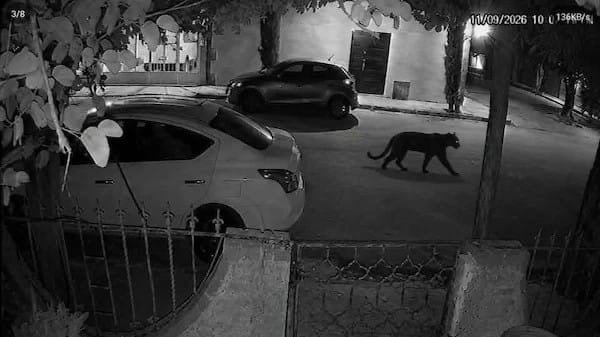 VIDEO Avistan a peligroso animal en zona residencial; ya atacó a una mujer