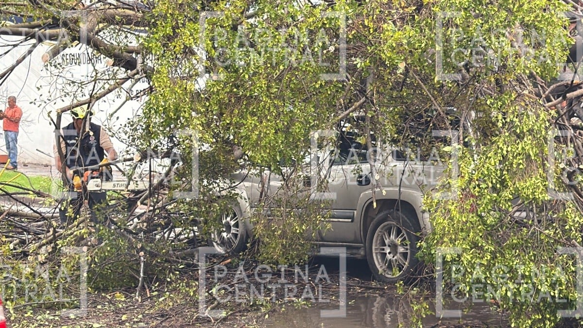 ¡Emergencia por árbol! Cayó y ocasionó estos severos daños