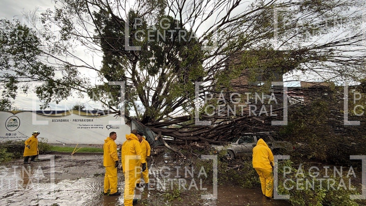 Caída de árbol provoca daños materiales y afecta circulación en bulevar Ibarrilla