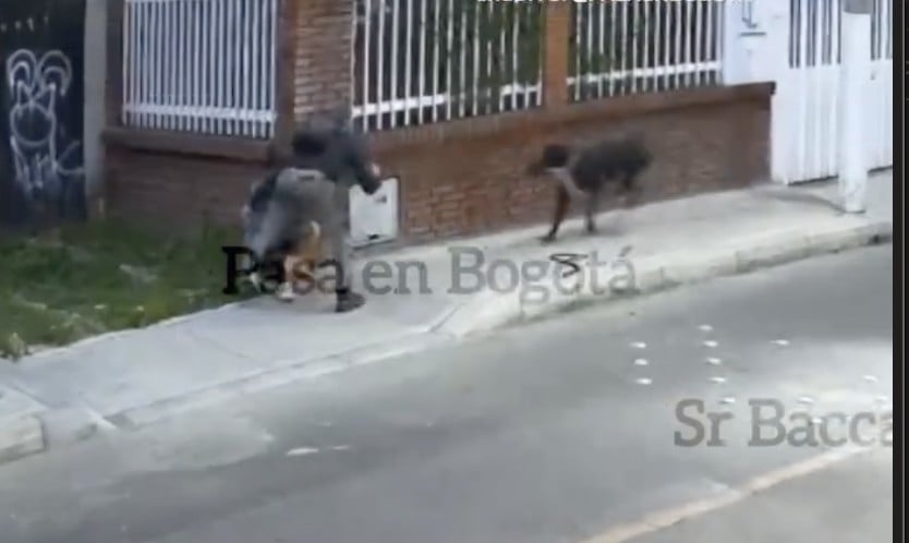 VIDEO Un perrito le hizo esto a asaltante mientras robaba