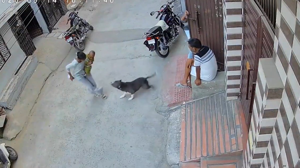 VIDEO Abrieron la puerta y pitbull salió disparado contra una bebé de 6 meses; esto le pasó