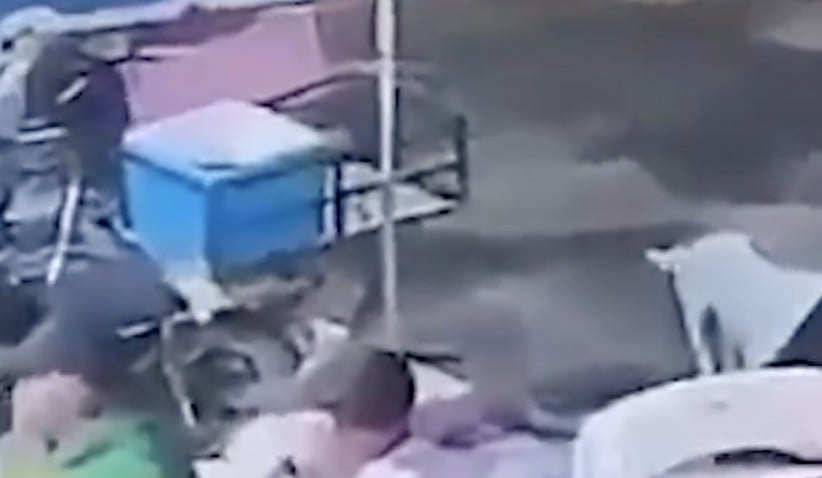 VIDEO ¡Difícil de ver! Esto le hicieron a dos perritos, todo quedó grabado