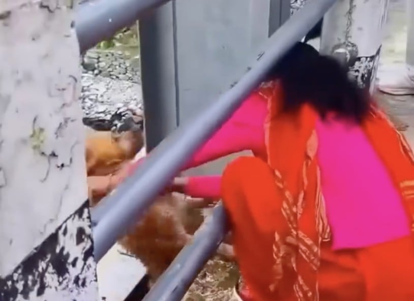 VIDEO ¡De no creerse! Lo que esta mujer le hizo a un lomito en un puente