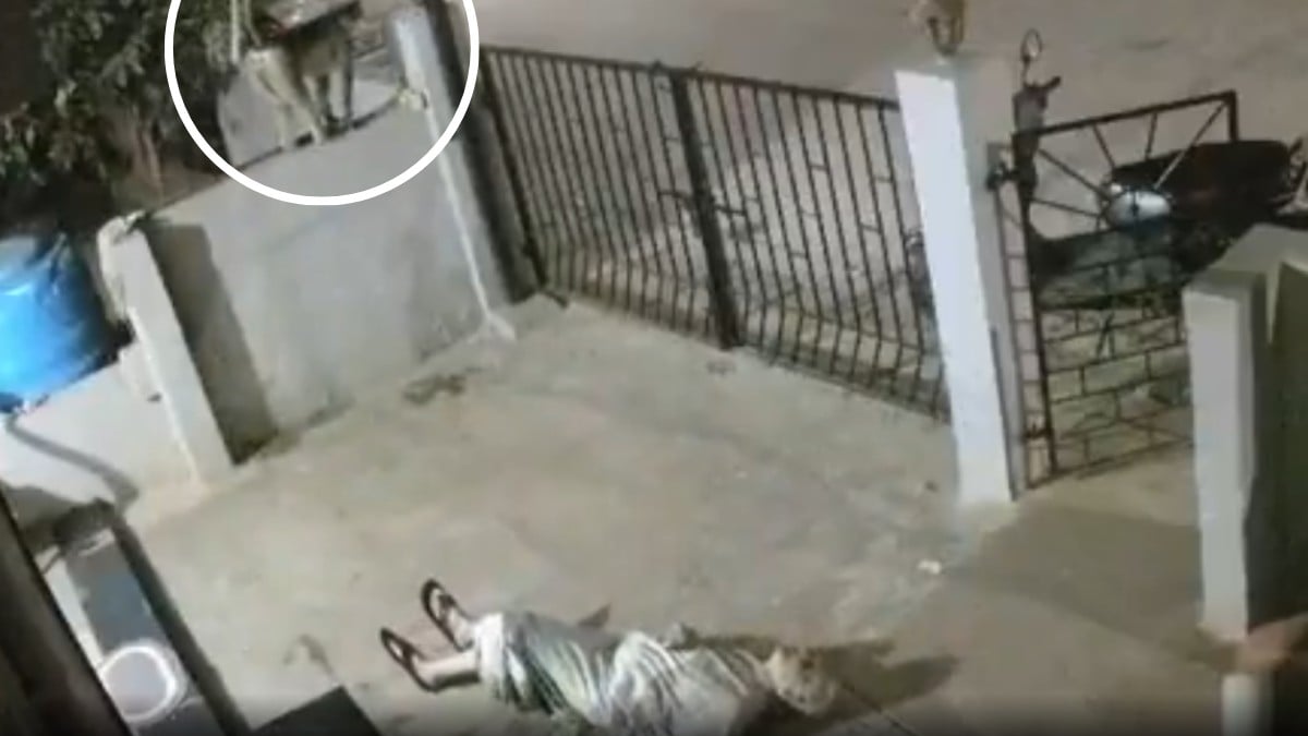 VIDEO ¡Mono asesino! Mujer muere luego de ser atacada por un simio; todo quedó grabado
