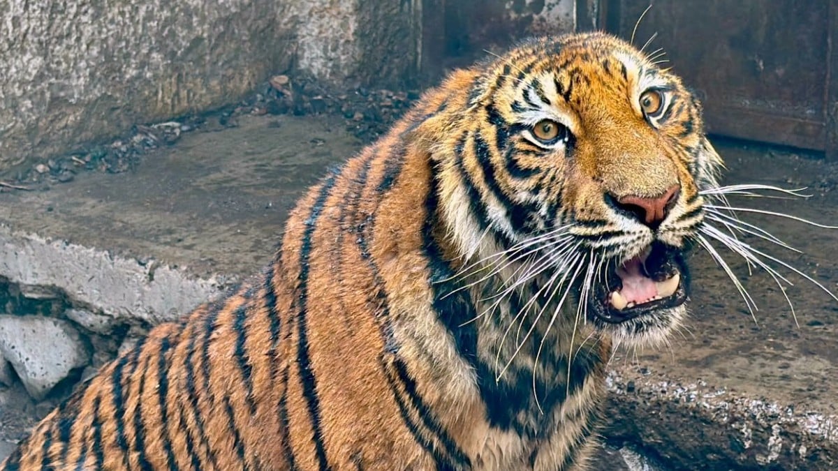 VIDEOS Tigre escapó y comenzó a cazar ganado en Jalisco; así lo capturaron