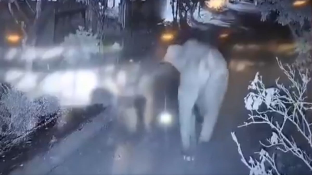 VIDEO Adulto mayor salió a correr con su hija, pero murió tras encontrarse con un elefante
