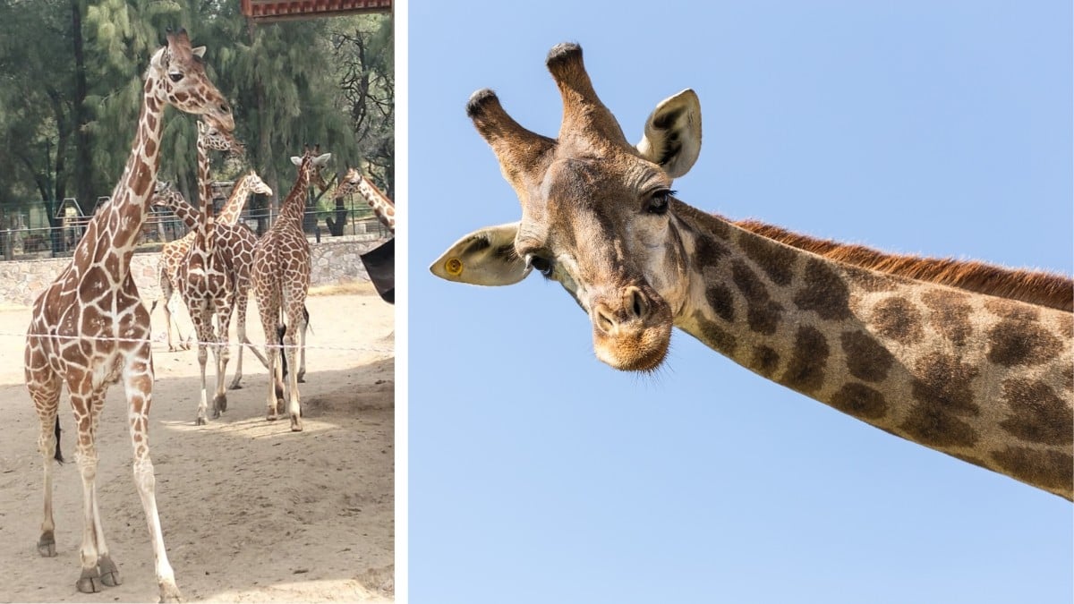 La jirafa Mayra estaba normal y horas después murió en el Zoológico de León; ¿qué pasó?