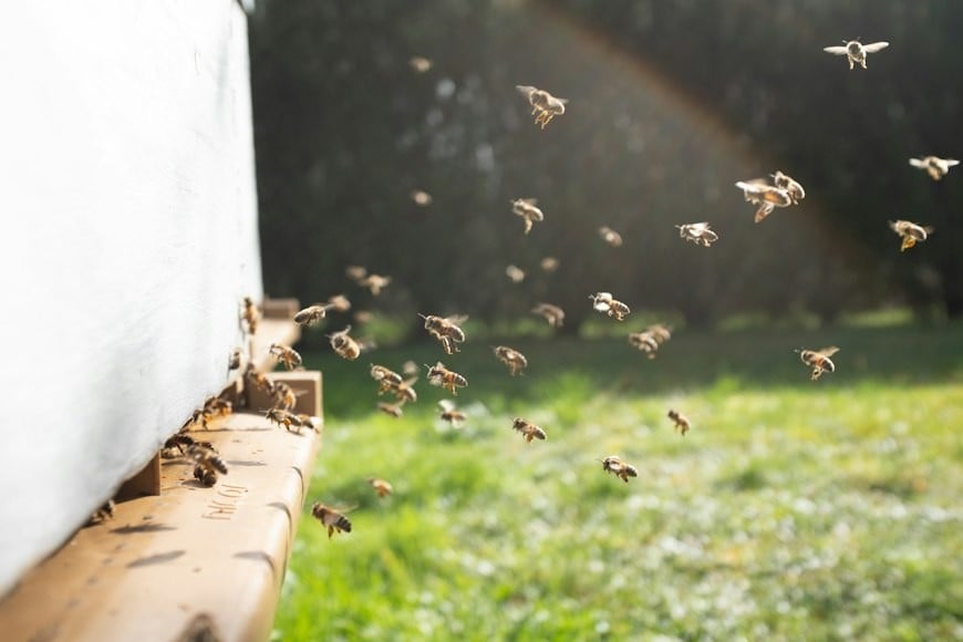 Abejas en Uriangato