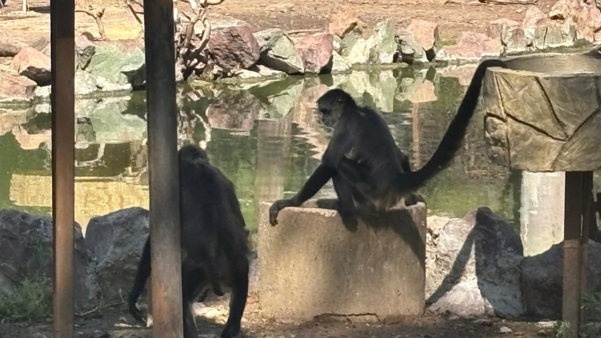 Esta es la razón de la muerte de animales en el Zoológico de León, según regidora