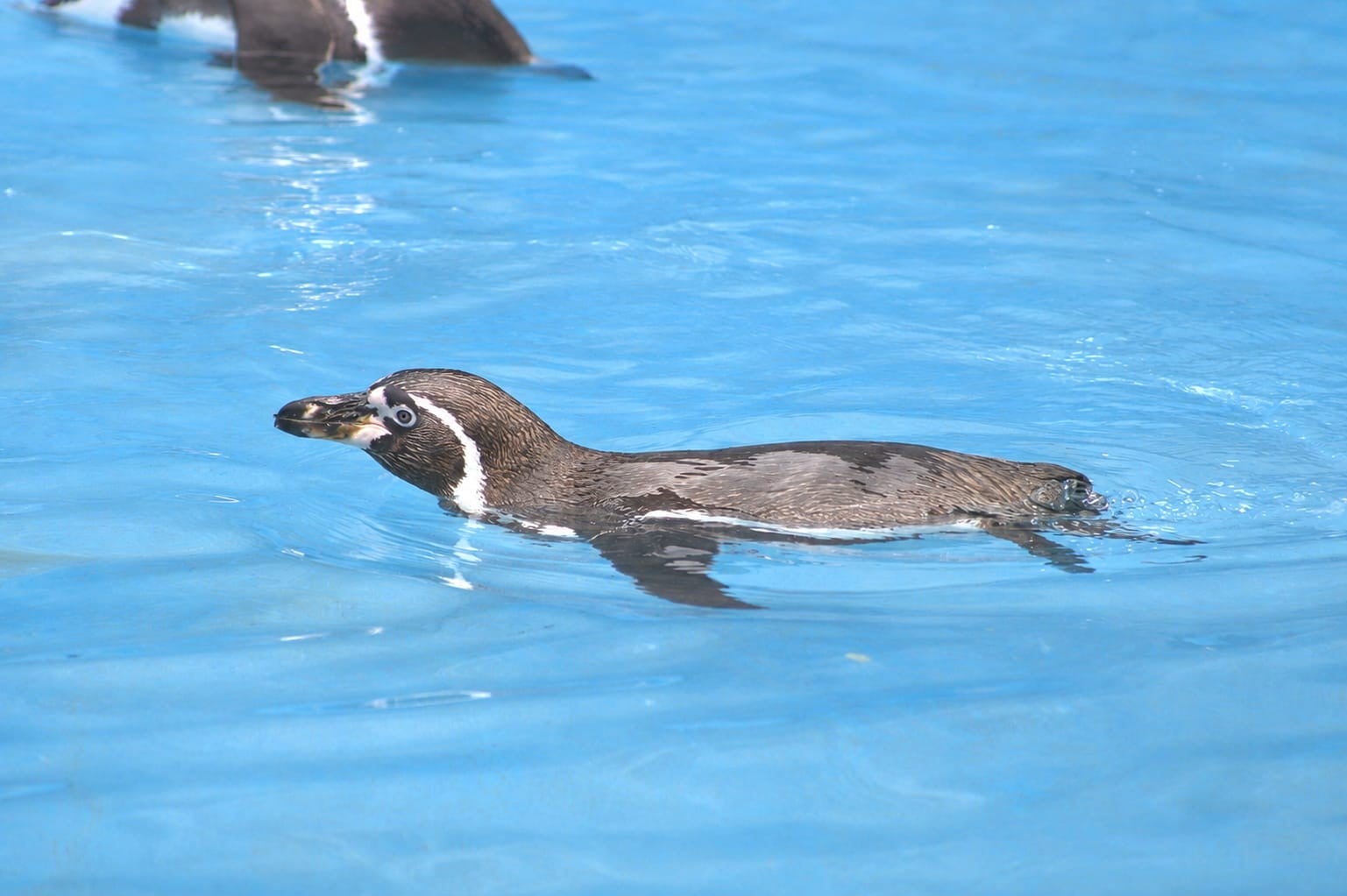 Pingüino de Humboldt del Zoológico de León