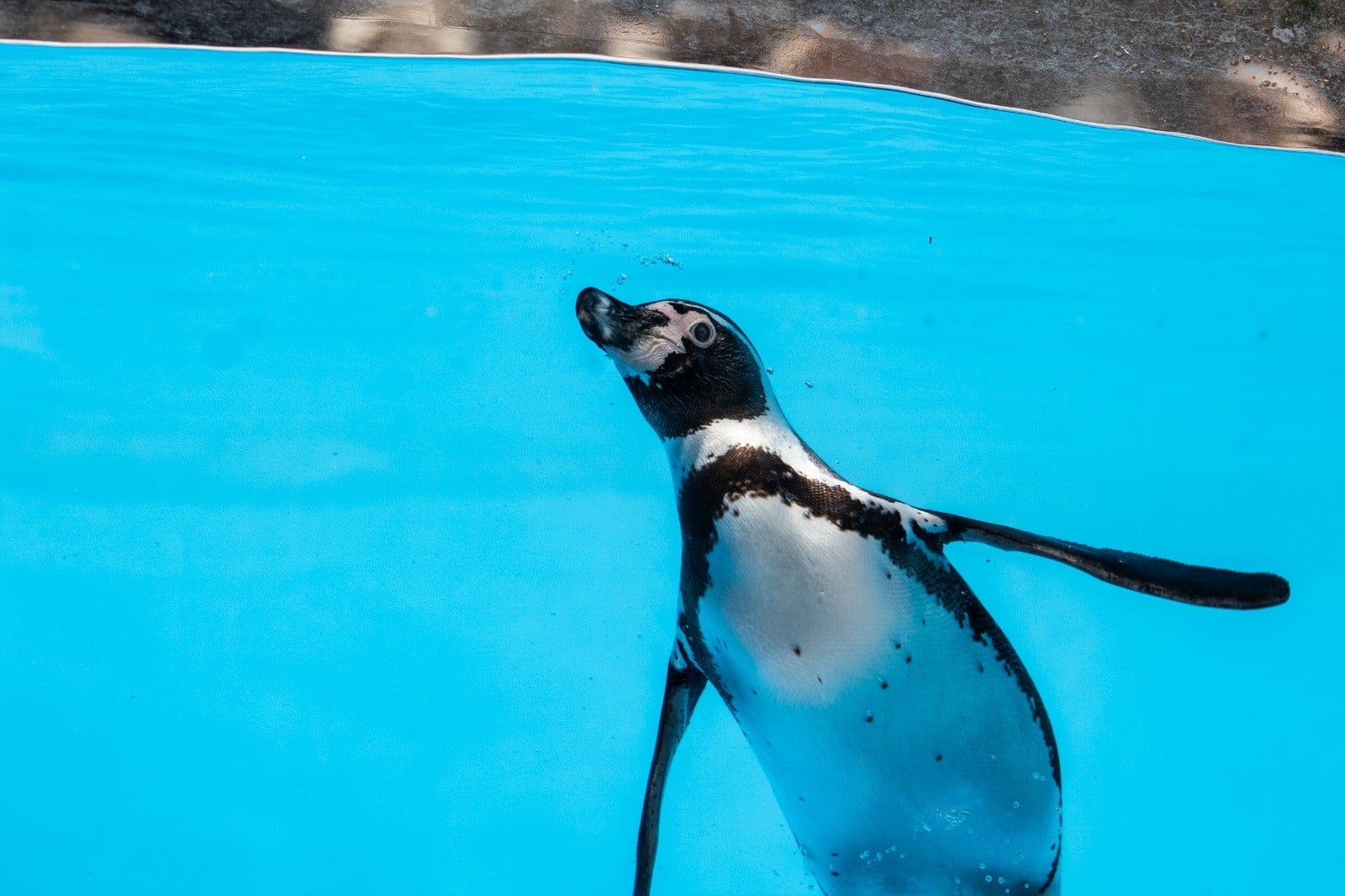 ¡Otra muerte sacude al Zoológico de León! El pingüino Kowalski no sobrevivió al tratamiento