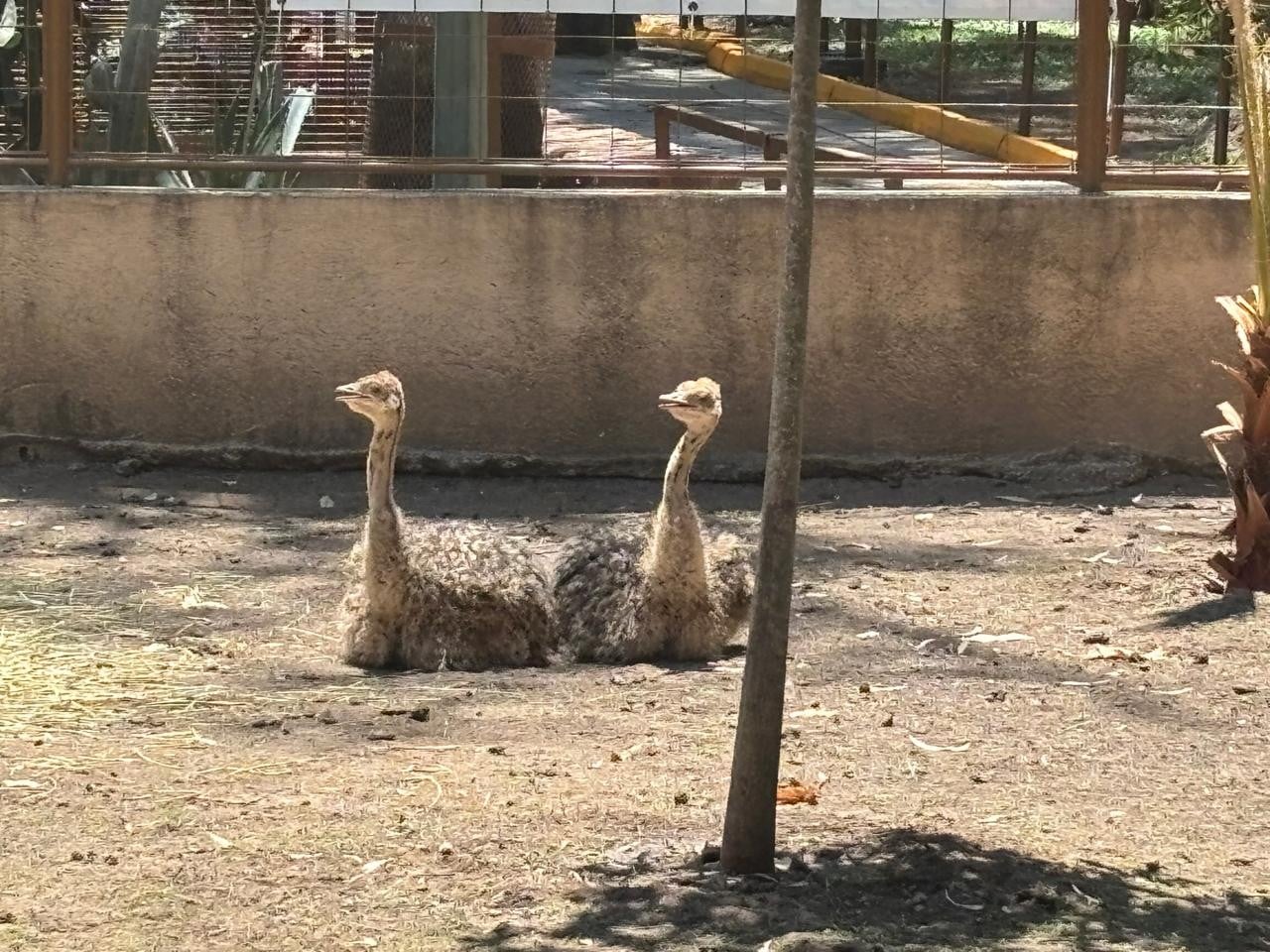 Alejandra Gutiérrez defiende al Zoo León tras muerte de jirafa y pingüino