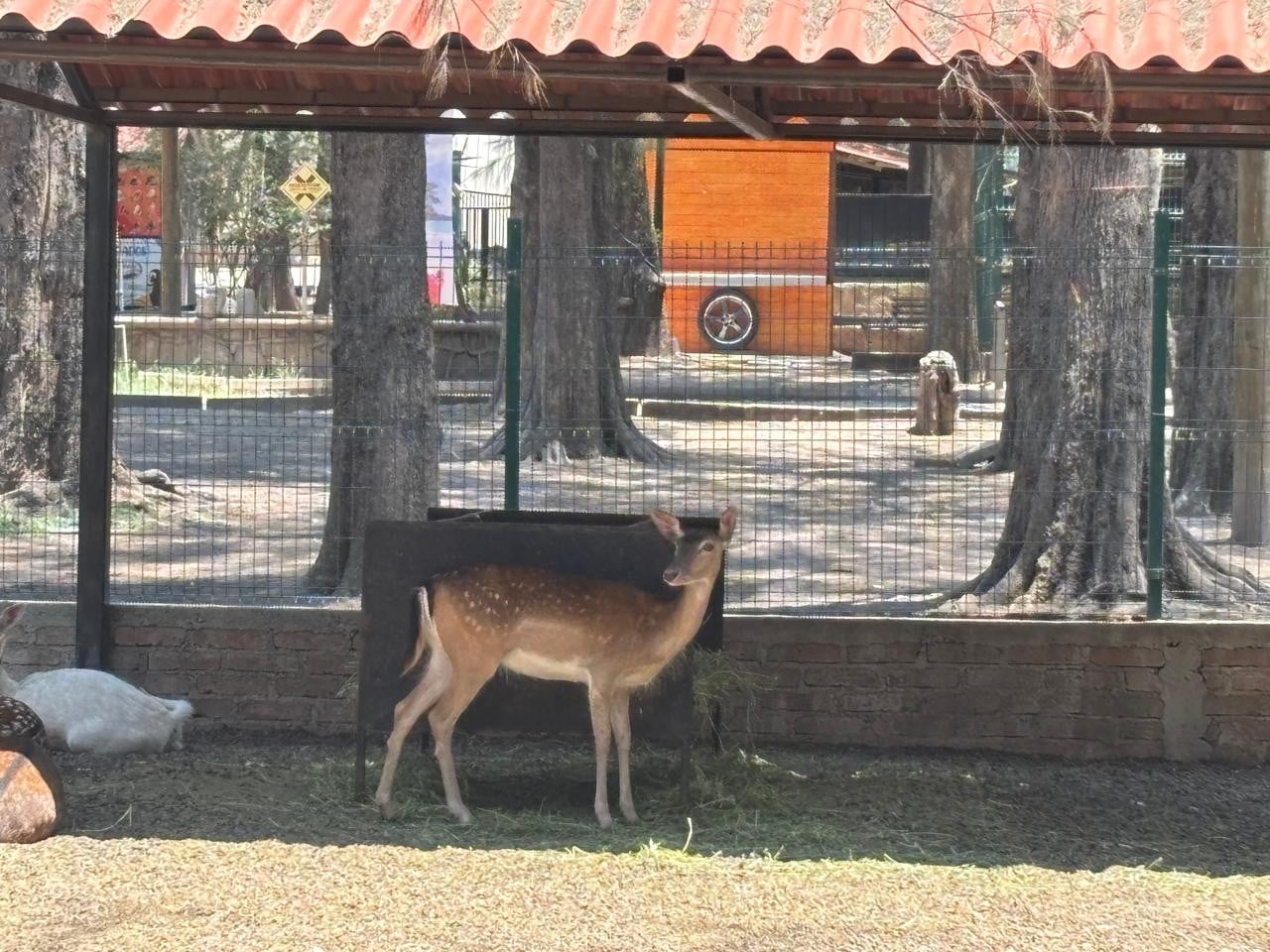 Alejandra Gutiérrez defiende al Zoo León tras muerte de jirafa y pingüino