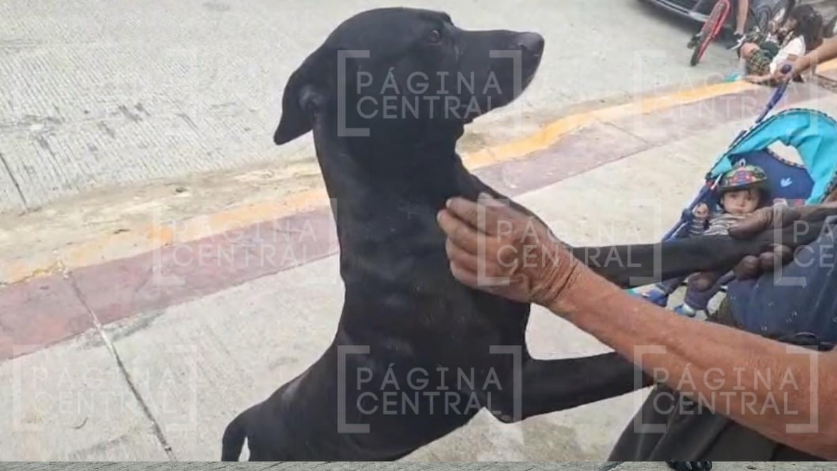 “Negro“ espera a su amo sin saber que murió calcinado tras incendio en León