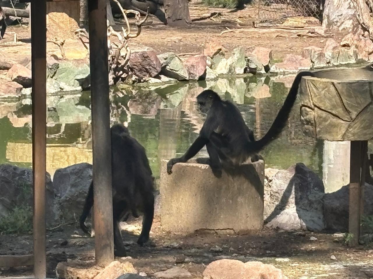 ¿Cuándo sabremos de qué murieron los animales del Zoológico?