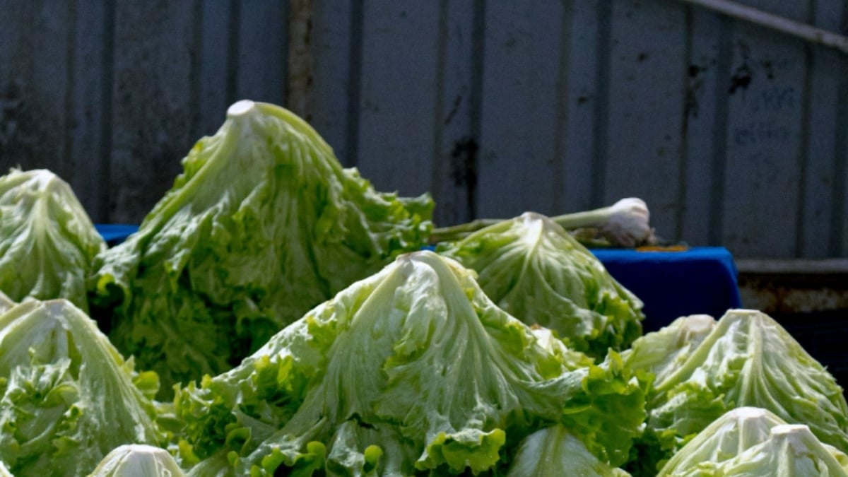 Libia Dennise pide responsabilidad ante señalamientos sobre contaminación de lechuga