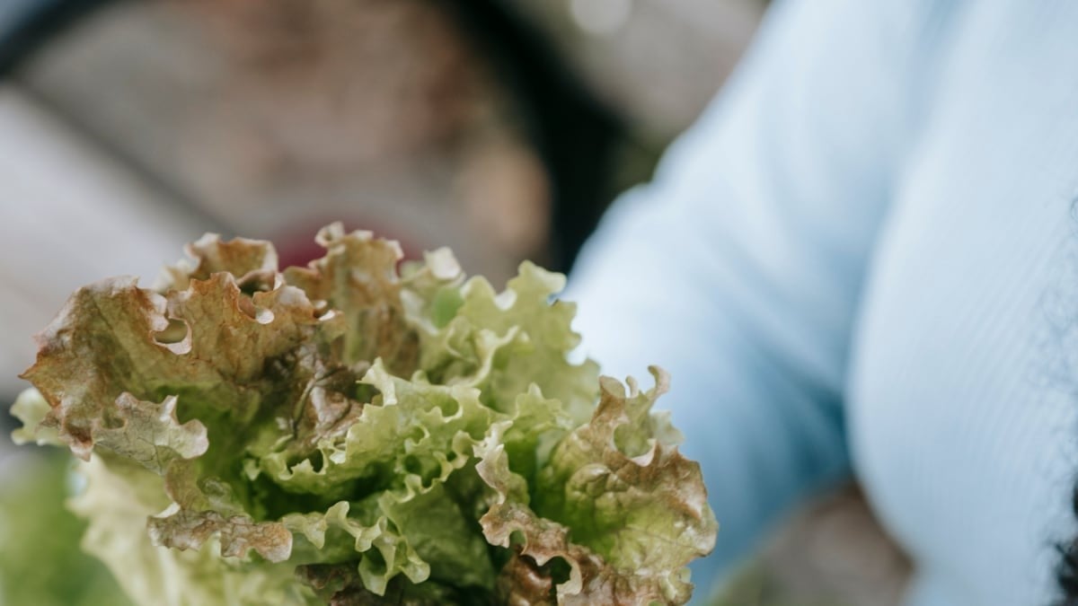 Pide Gobernadora no estigmatizar a productores de lechuga y empresas comercializadoras