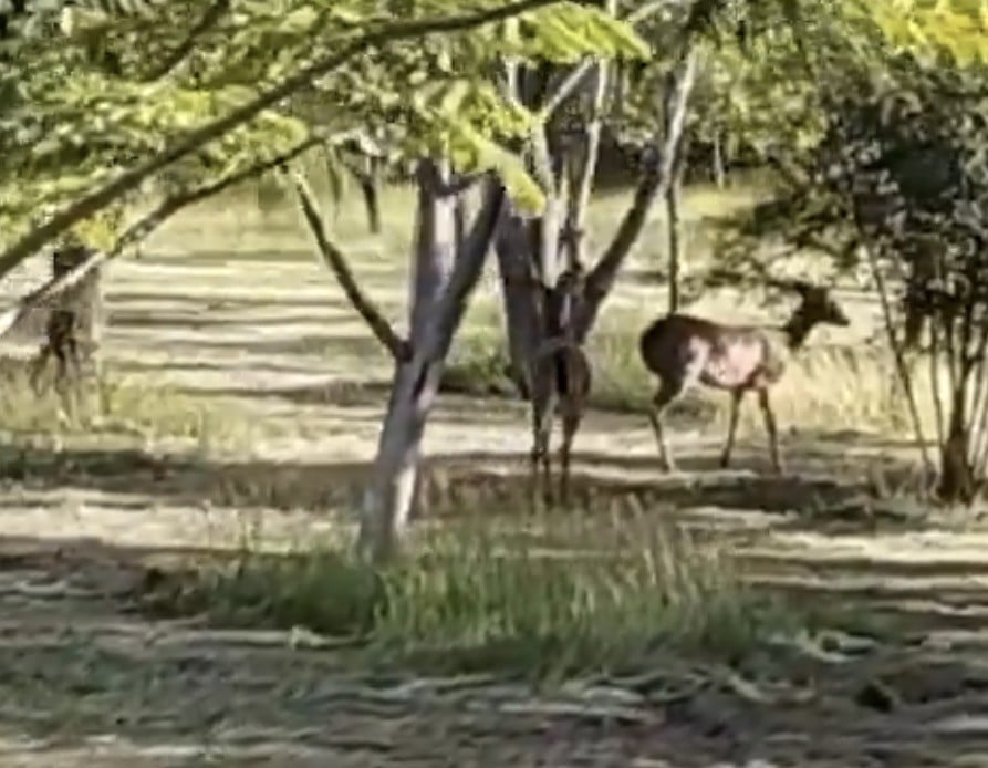 VIDEO ¡Aparecen venados cerca de esta zona residencial de León!